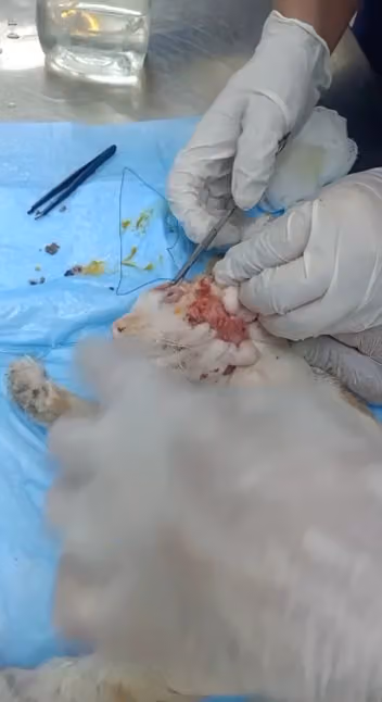 صيدلية الزياد البيطرية
