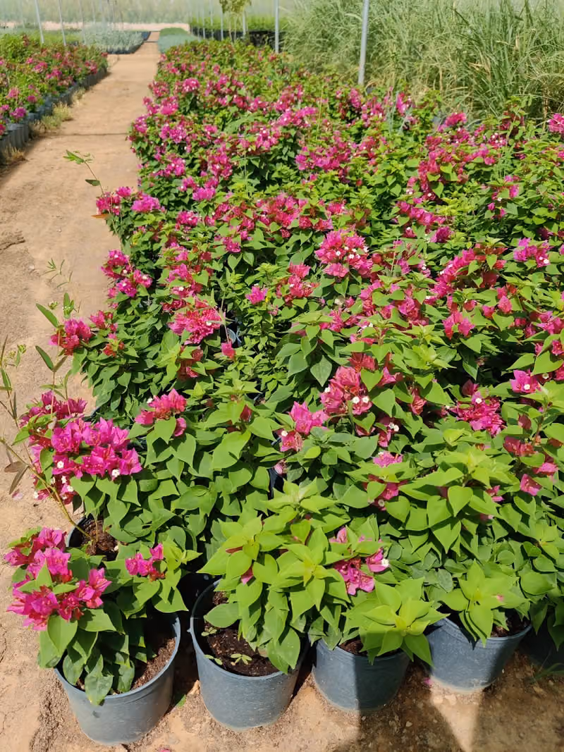 The Landscape Company