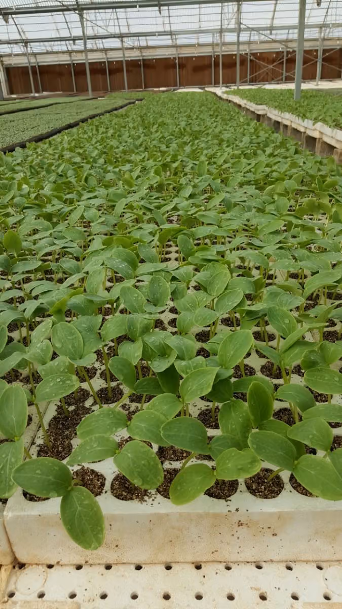 The National Seed and Agriculture Service Co.