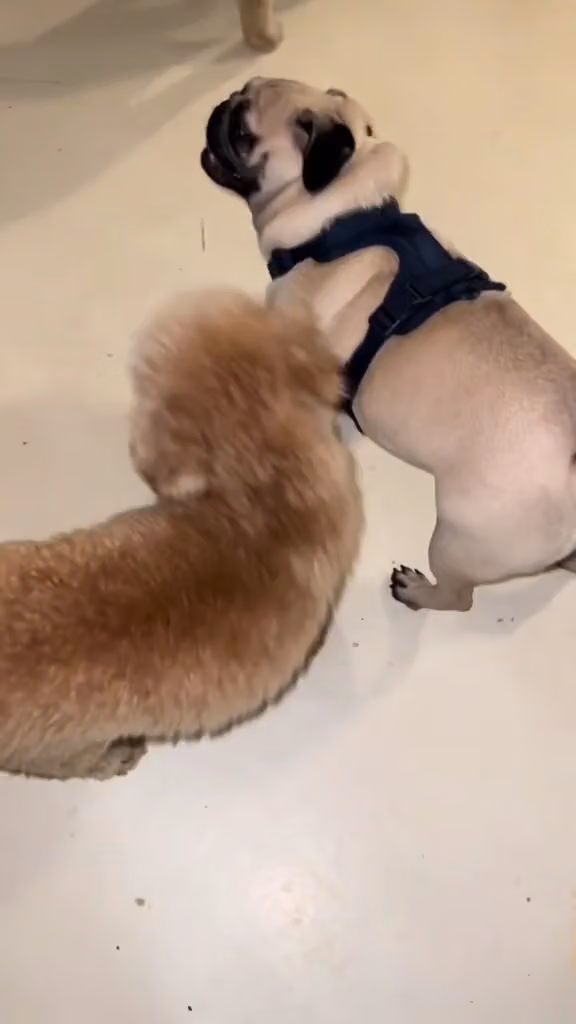 The Social Pup