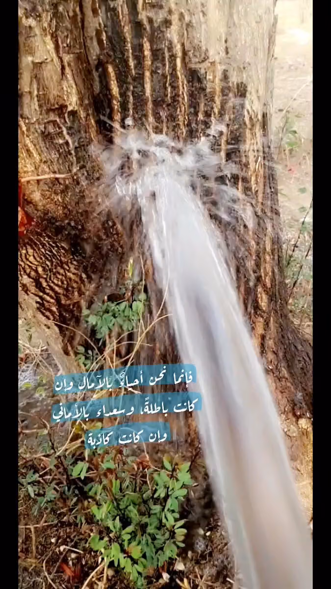تموينات السبيعي
