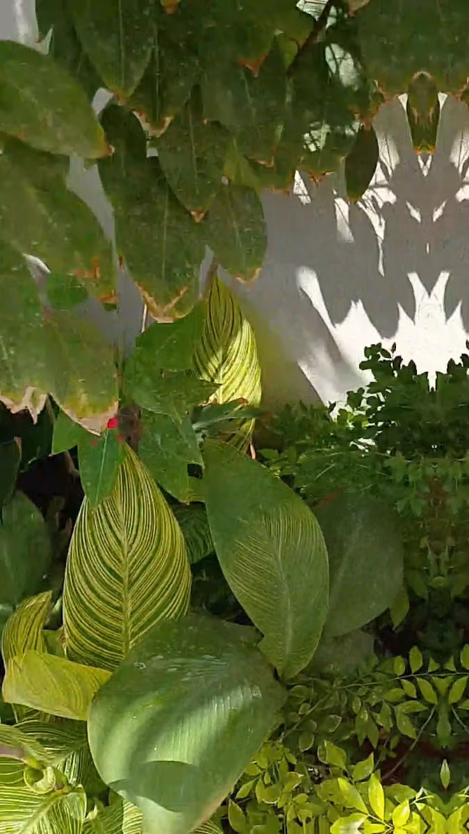 تنسيق حدائق وشبكات ري خبرة أكثر من 10سنوات وأعمال وخدمات الصيانة بعد الزراعة