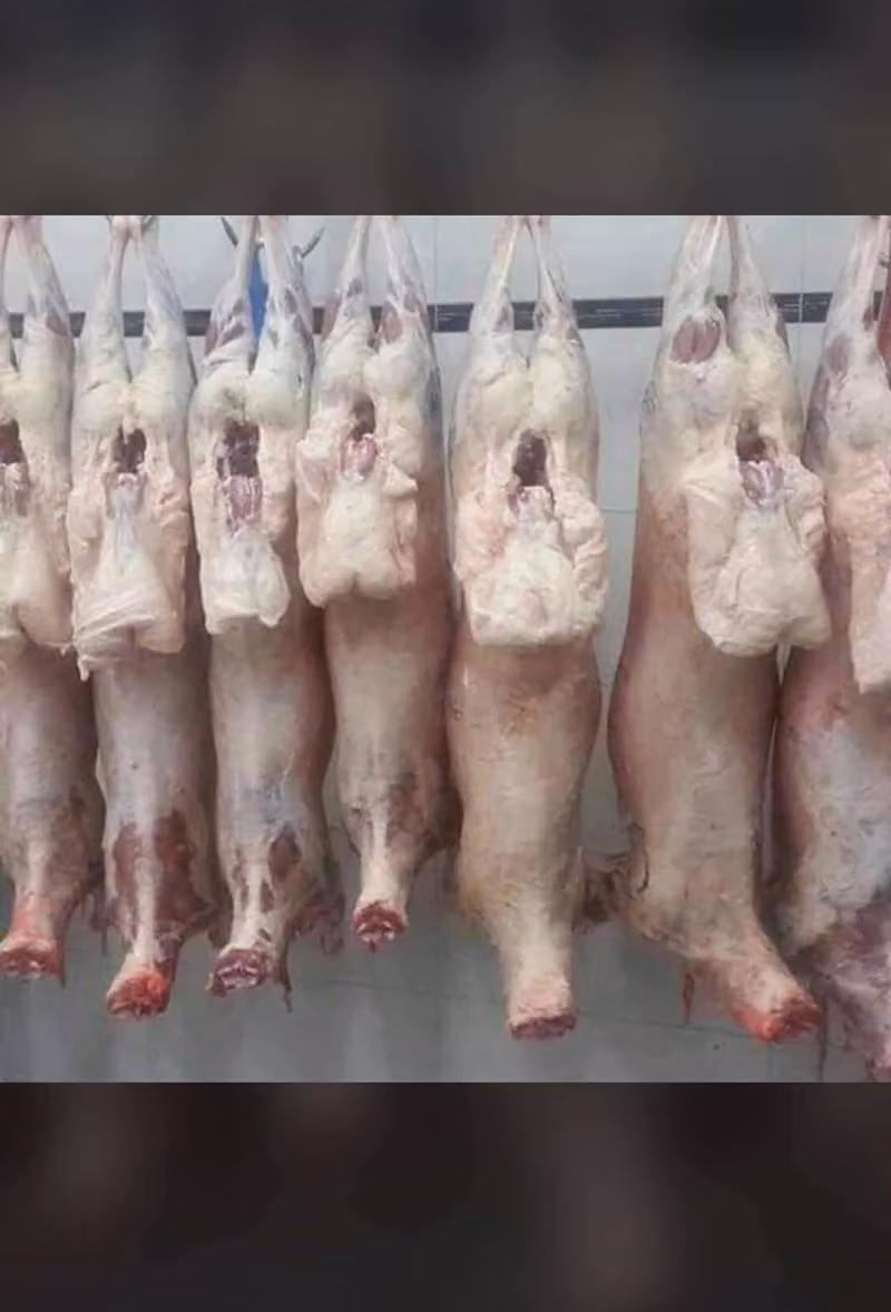توت الشام للحوم الطازجة