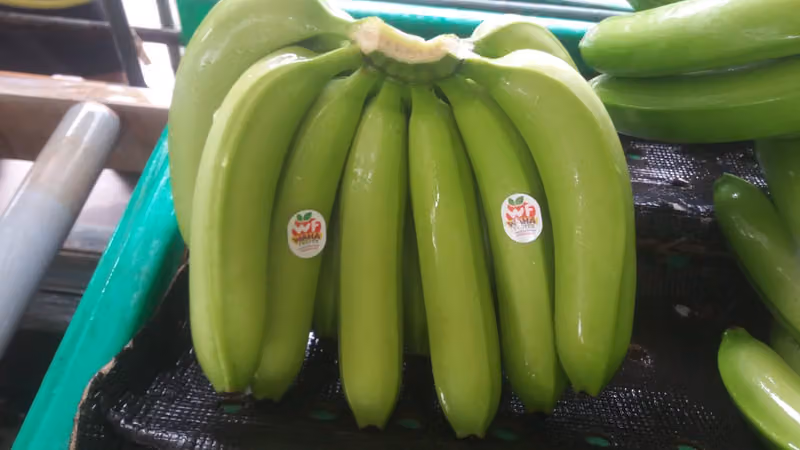 Waha Fruits Trading Company