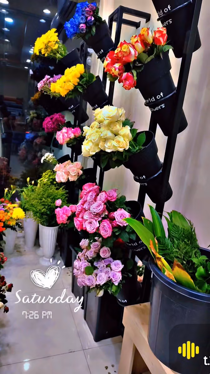 وردة الصيف Summer Flower