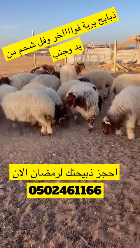 يد وجنب (ملحمة- خضار ومنتجات القصيم - مقطع وجاهز - كشتات)